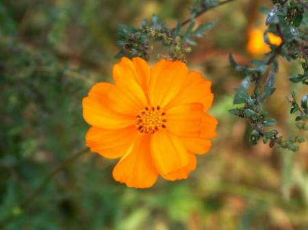 A Cosmos from The Great Smokey Mountains!