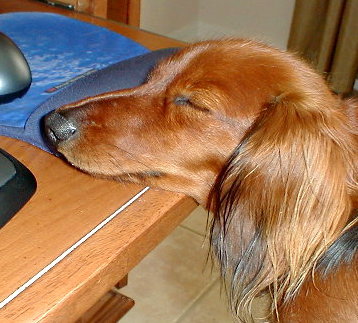 Rusty asleep on the mousepad