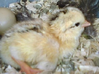 my new chicken