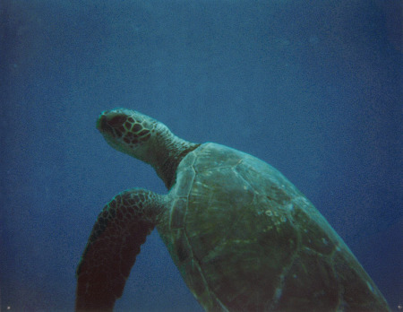 Turtle off Oahu