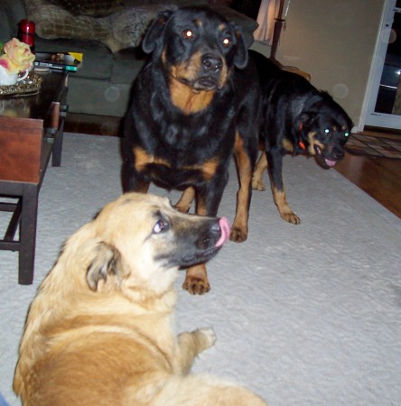 Cheyenne, Duke, and Star  Nov. 2006