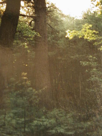 Interlochen Pine