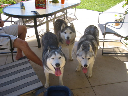 3 huskie