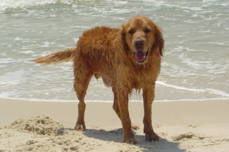 Bear at the beach