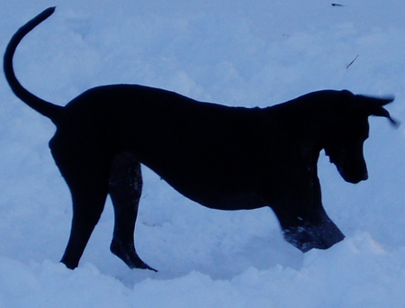 Sammie My Great Dane Mix