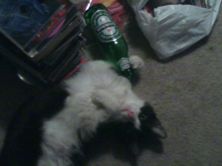 cat and beer