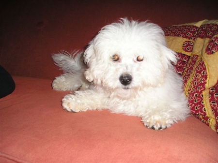 Charlie as a puppy Nov 2006