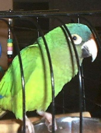 Moonie (Half Moon Conure Parrot)