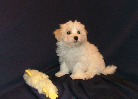 Mojo, the 3-lb., three month old Havanese puppy