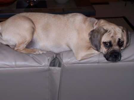 Daisy, our Puggle