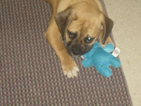 rocco rizzo the puggle