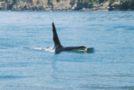 Orca--Just another Brinnon, Wa local