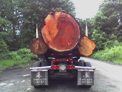 Big Daddy haulin some big ol trees