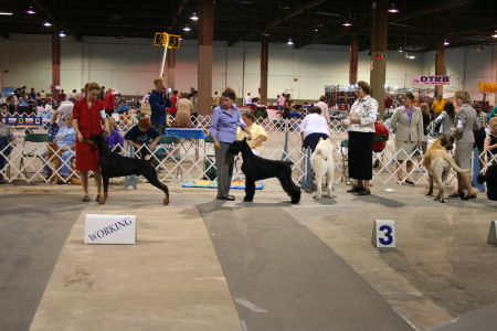a day at the dog show