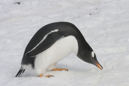 Gentoo Penguin