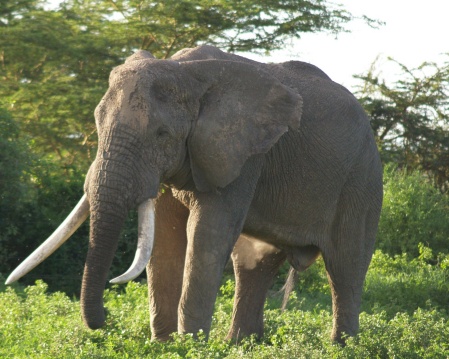 Elephant strolling