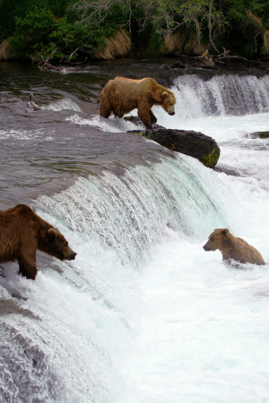 Big Male Bears At Upper Falls