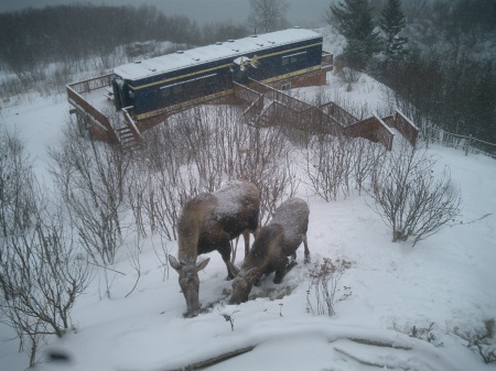 Moose in front of the Moose Caboose