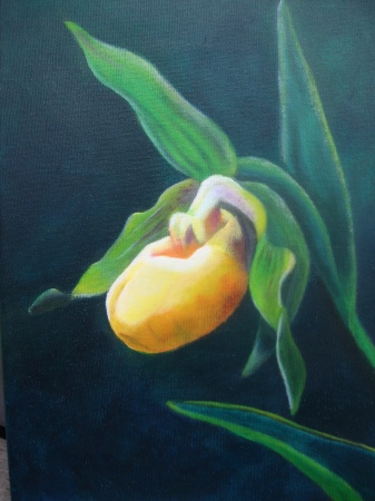 Yellow Ladyslipper