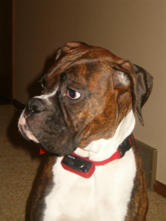 Spencer brindle boxer