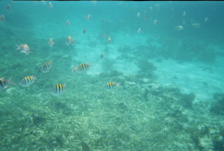 Snorkling