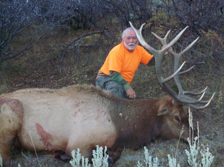 6X6 Bull elk 20 10