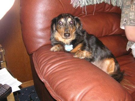 Dapper Dog