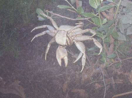 a critter on the patio screen...