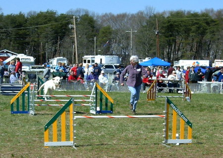 Dog Agility Trial