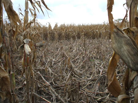 Crop circle in corn field near Stratford, ON - Oct 2007