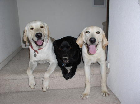 Our 3 dogs