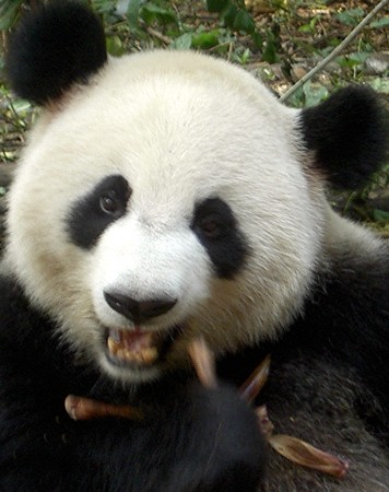 Panda Reserve, Chengdu, China - 10/07