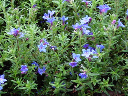 Coastal flowers