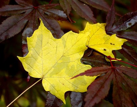 Leaves