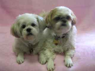 Mushu and Kim Chi (My puppies)