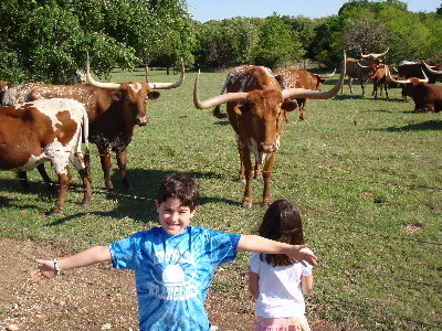 about a 4ft longhorn