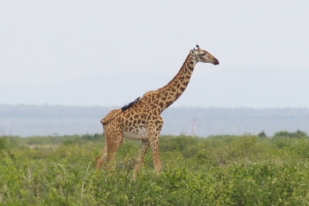 Giraffe in the distance