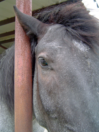 Levi-Rescued from Canada Slaughter