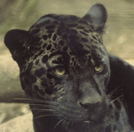 800px-black_jaguar