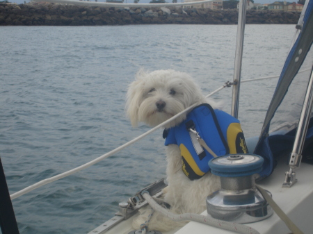 Sailing with Buddy