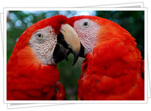 Kissing Parrots