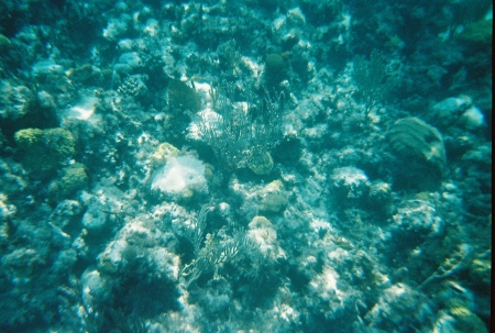 Underwater at the reef