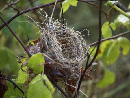 Empty Nest!