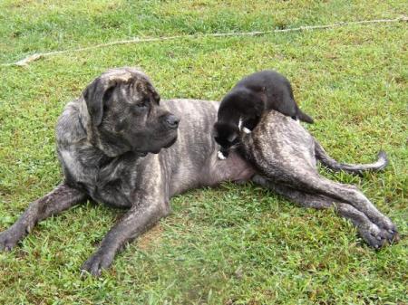 Beowulf my English Mastiff