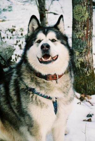 My Alaskan Malamute