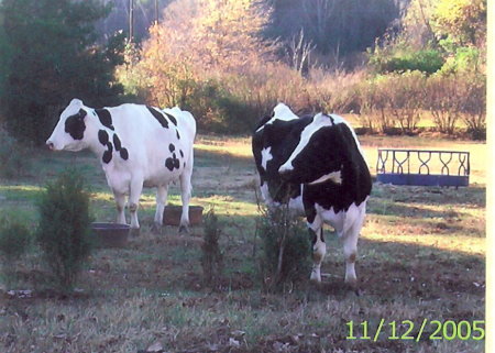 Linda and Rhoda at home on our mini farm