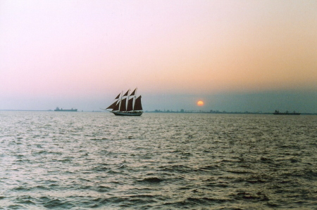 Sails In The Harbor