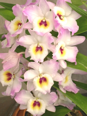 One of my orchids