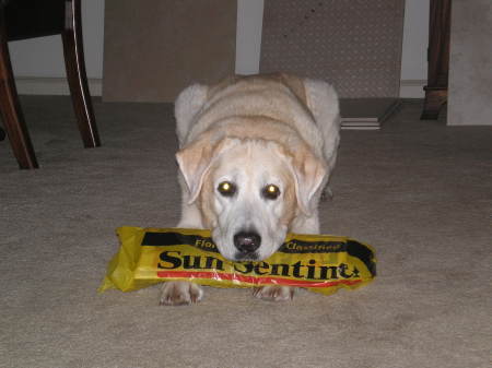 chester retrieved paper and waiting for breakfast