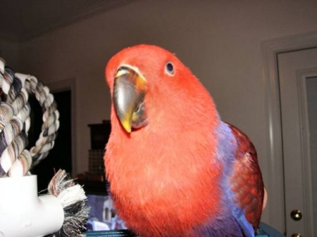 Ruby our parrot
